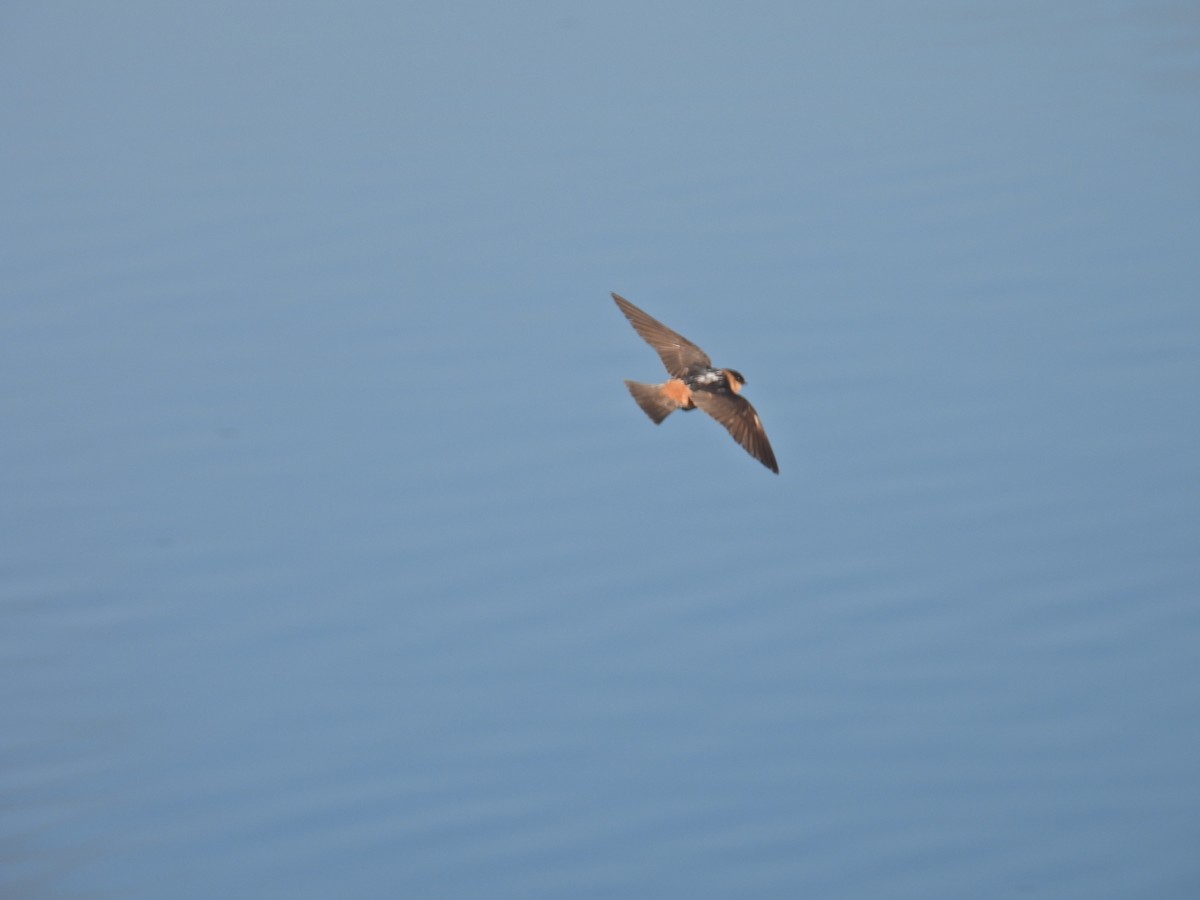 Cave Swallow - ML619678886