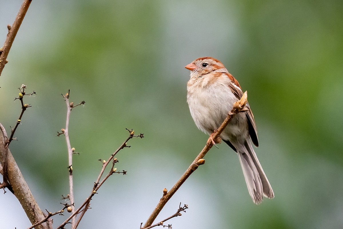 Field Sparrow - ML619678905