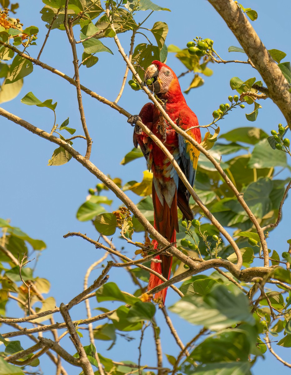 Scarlet Macaw - ML619678907