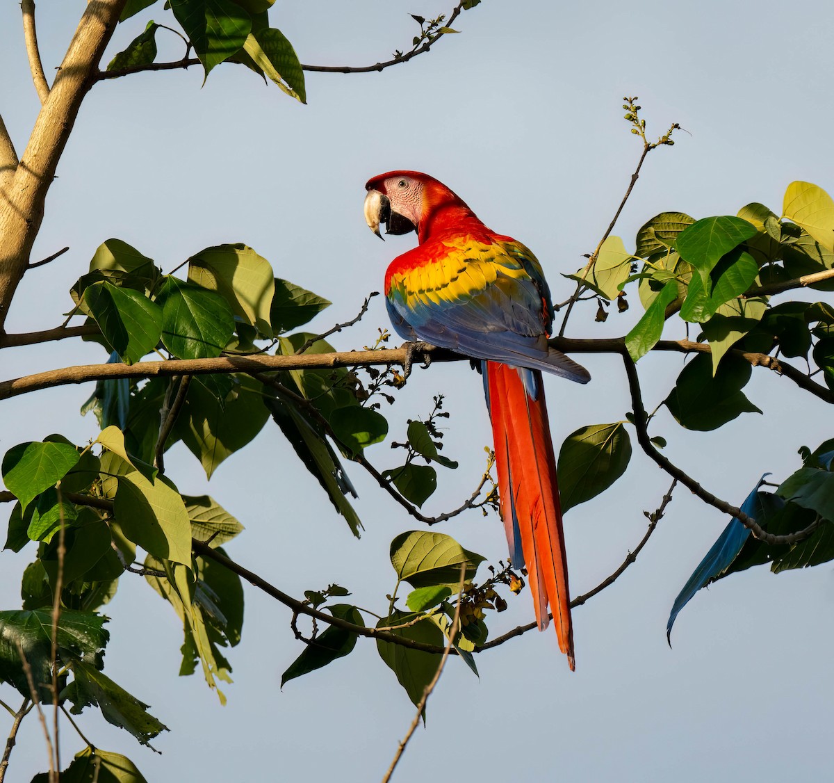Scarlet Macaw - ML619678914