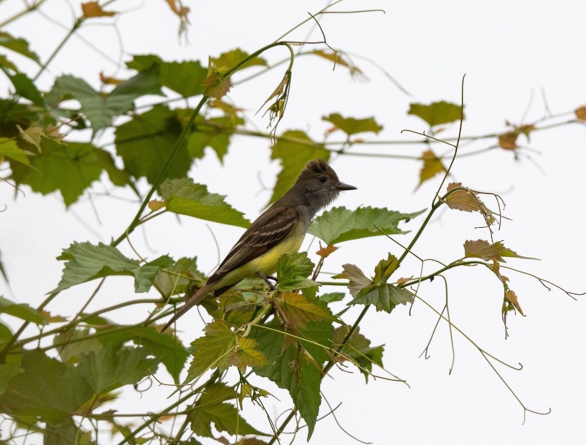 Great Crested Flycatcher - ML619678973