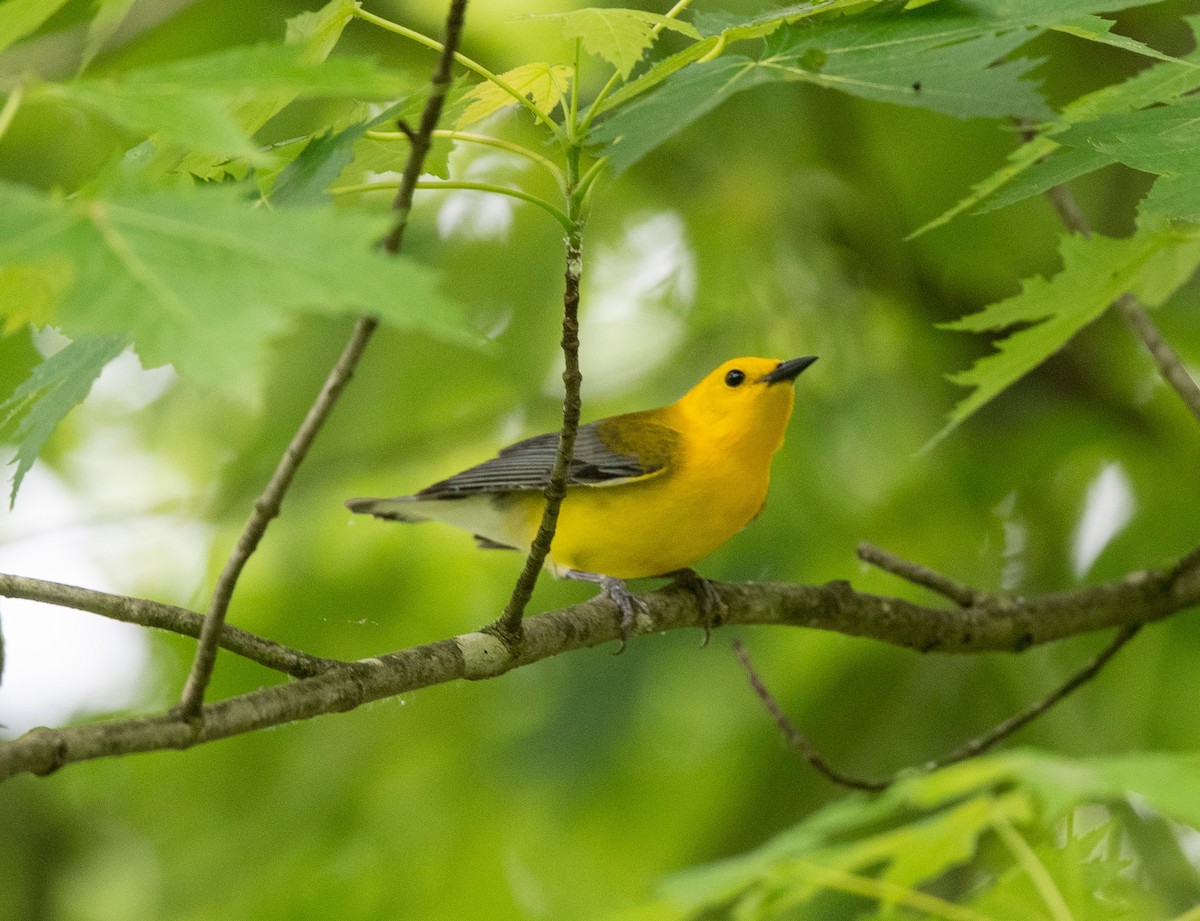 Prothonotary Warbler - ML619678986