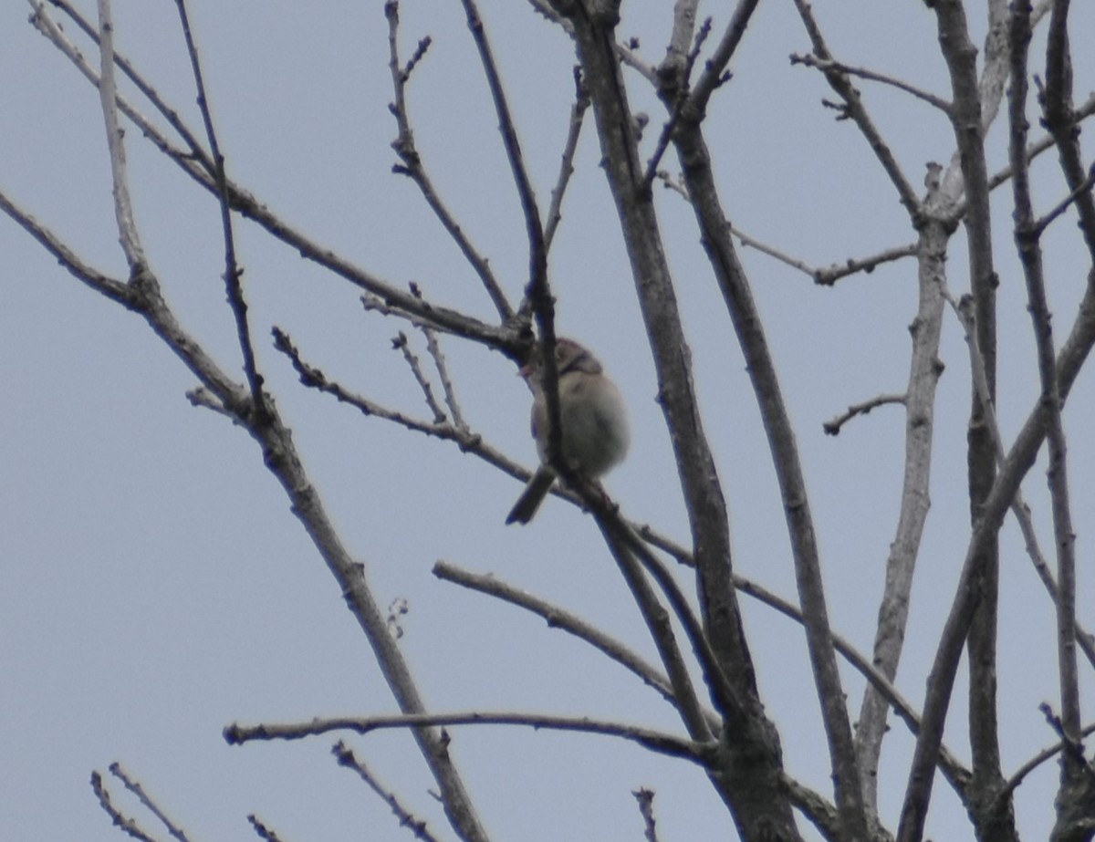 Field Sparrow - ML619678995