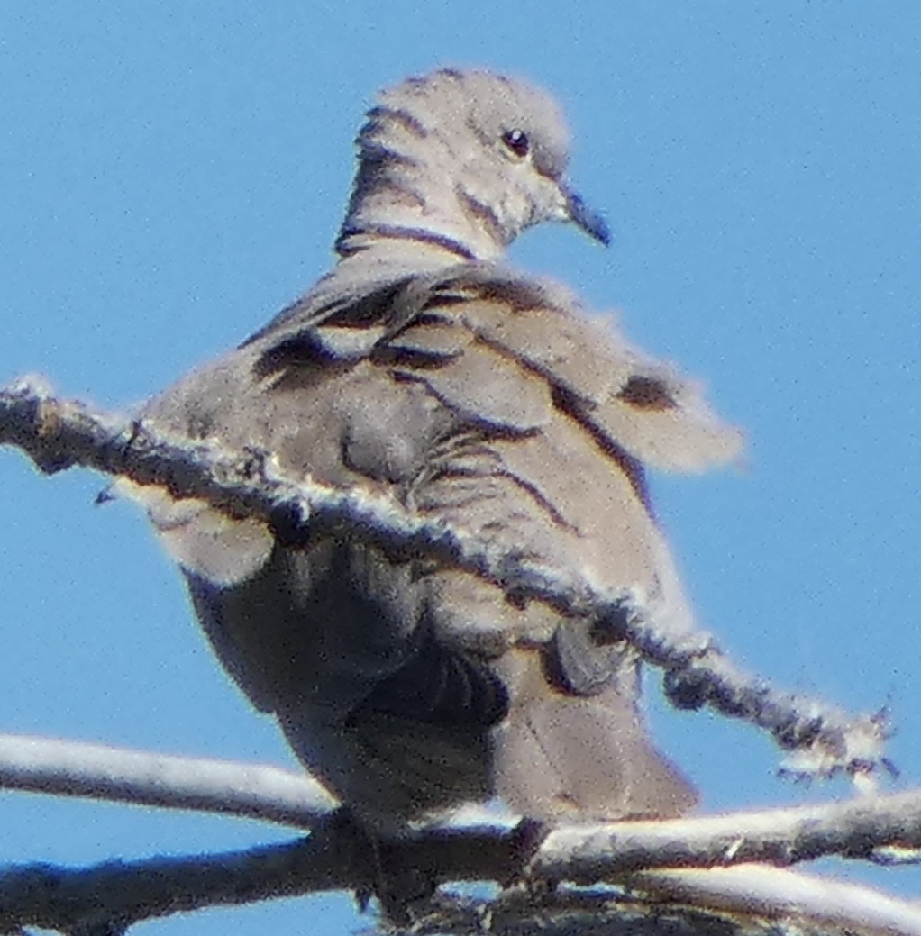 Eurasian Collared-Dove - ML619679013