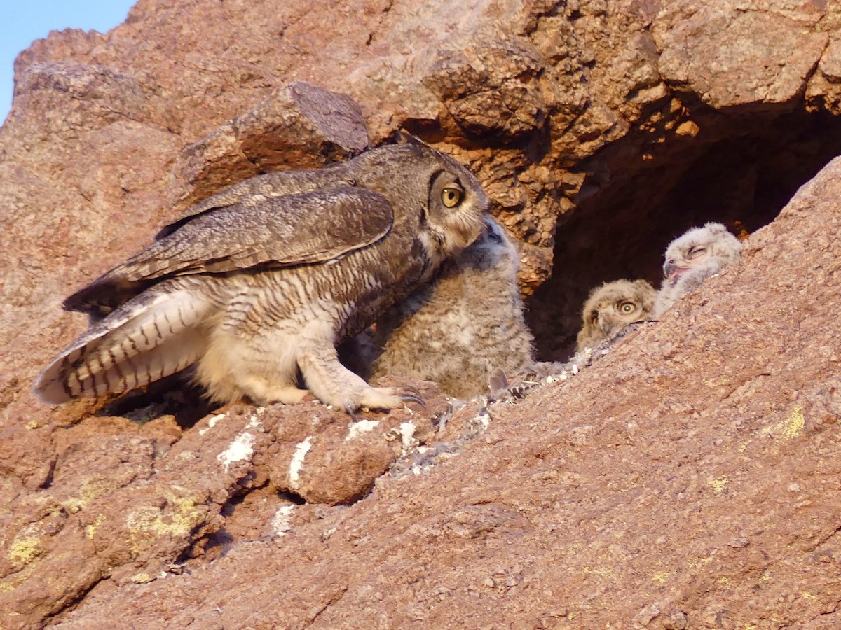 Great Horned Owl - ML619679026