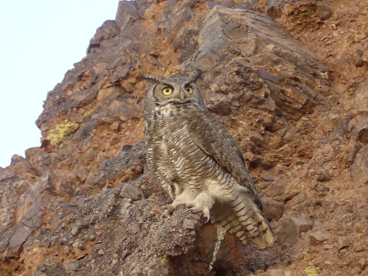 Great Horned Owl - ML619679028