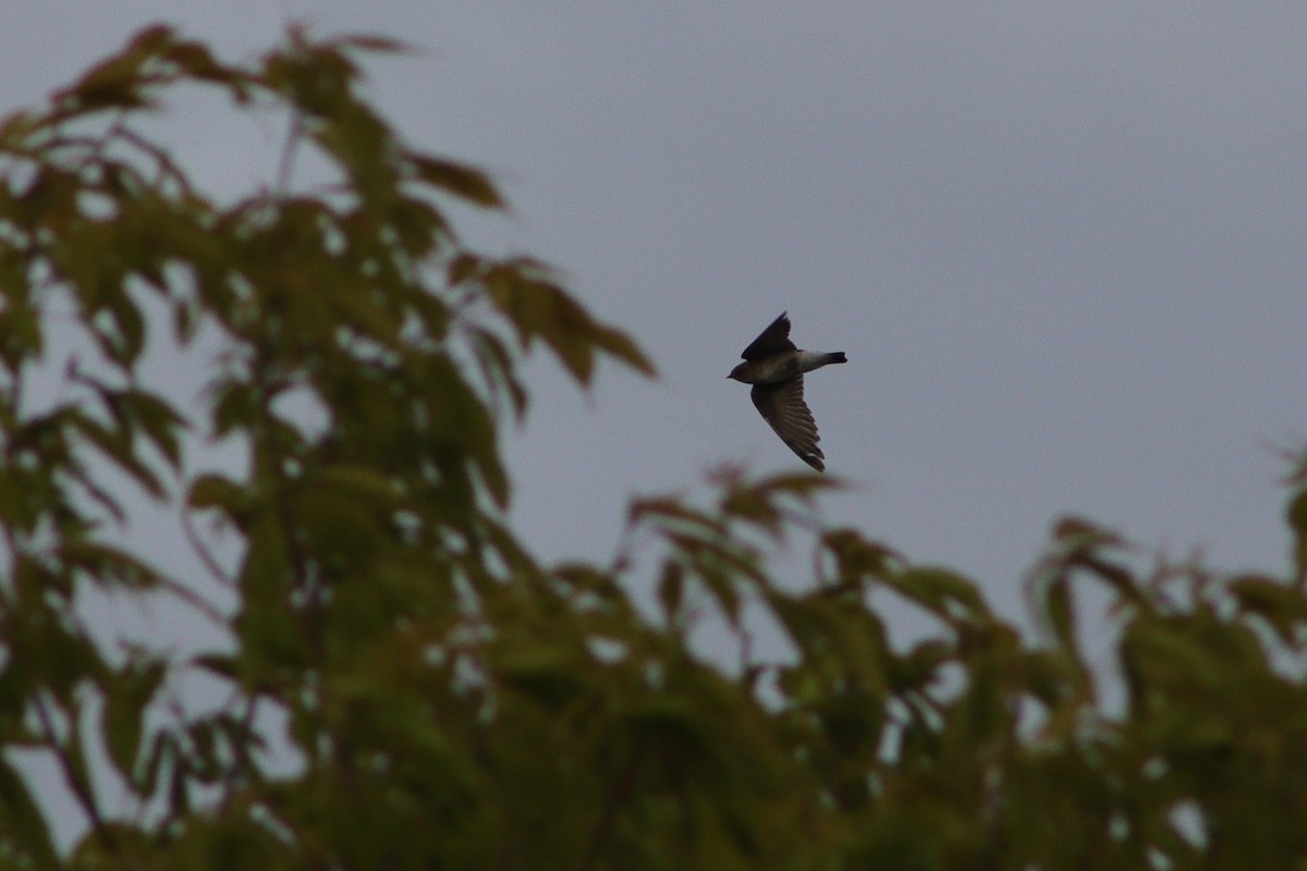Northern Rough-winged Swallow - ML619679031