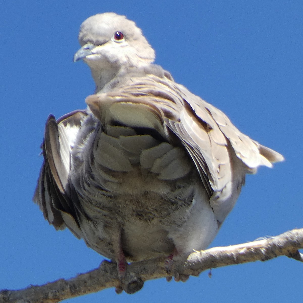 Eurasian Collared-Dove - ML619679048