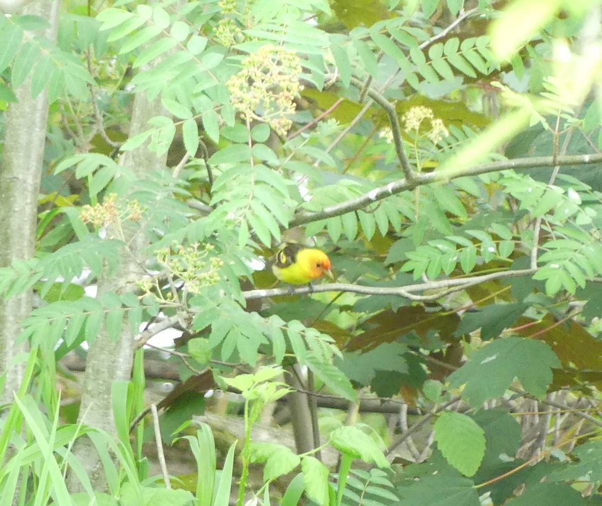 Western Tanager - ML619679092