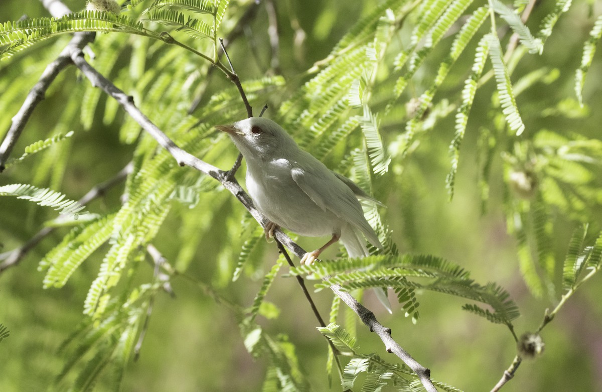 Lucy's Warbler - ML619679112