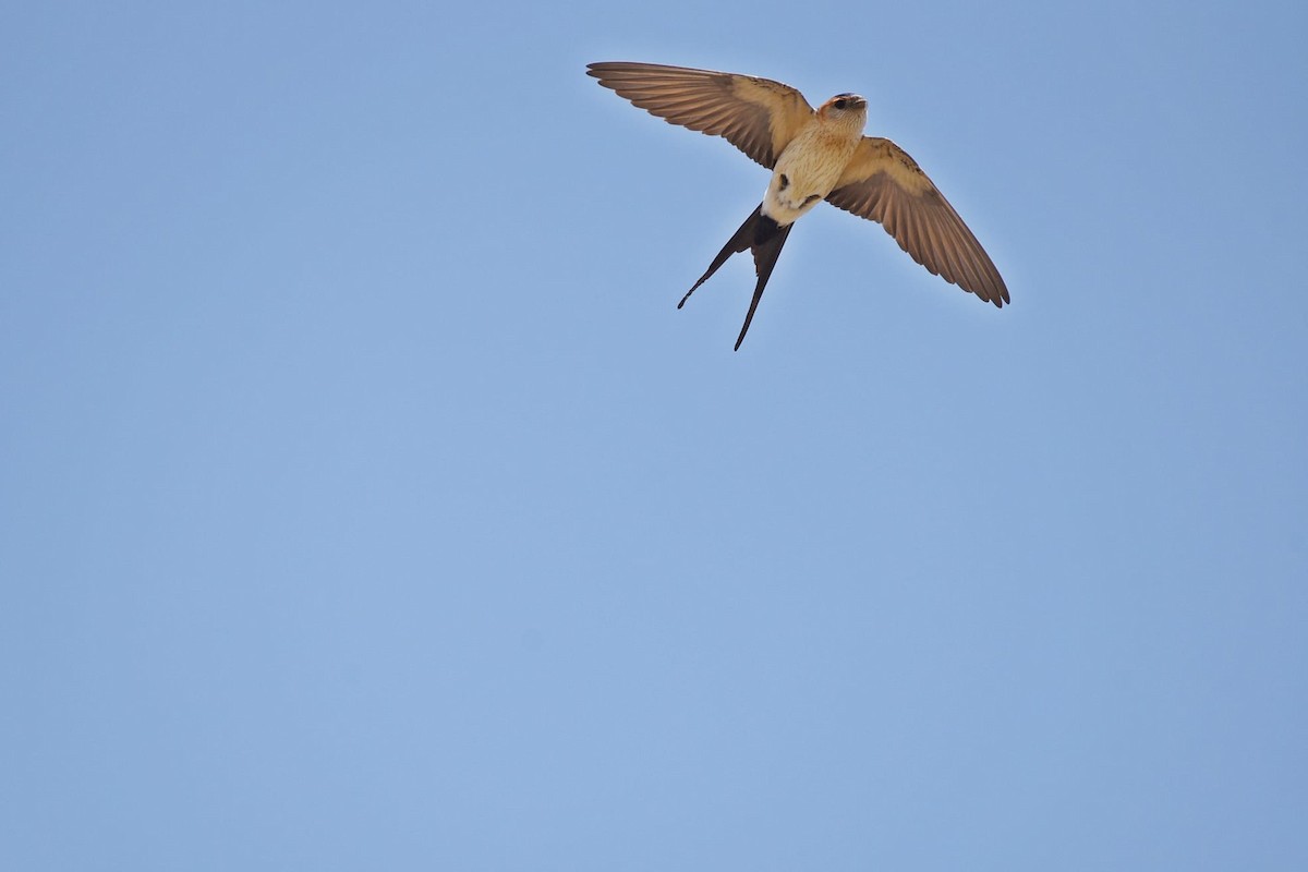 Red-rumped Swallow - ML619679126