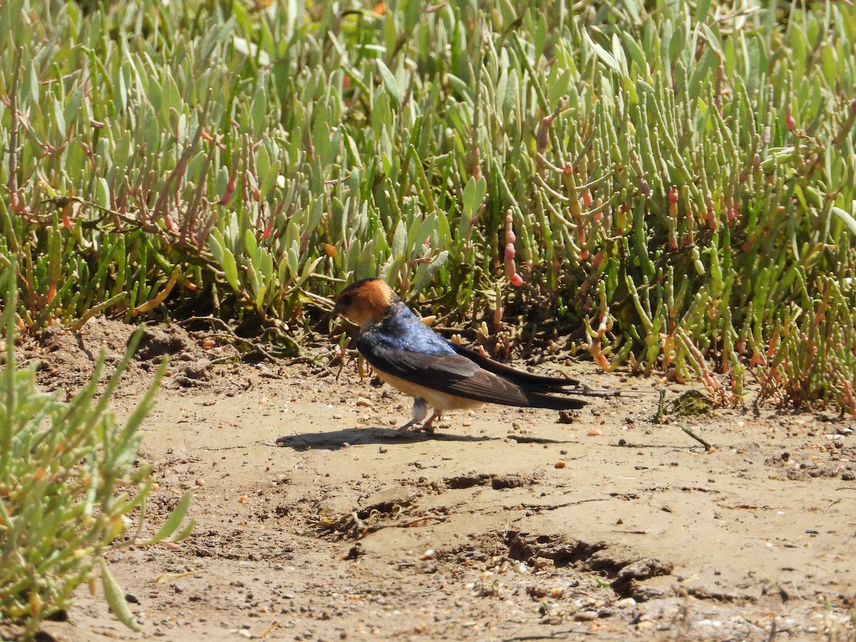 Red-rumped Swallow - ML619679127