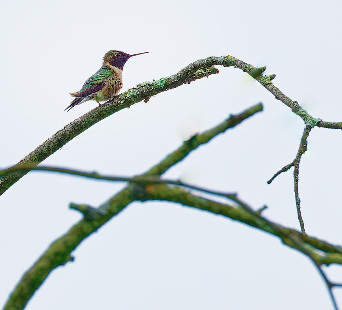 Ruby-throated Hummingbird - ML619679129