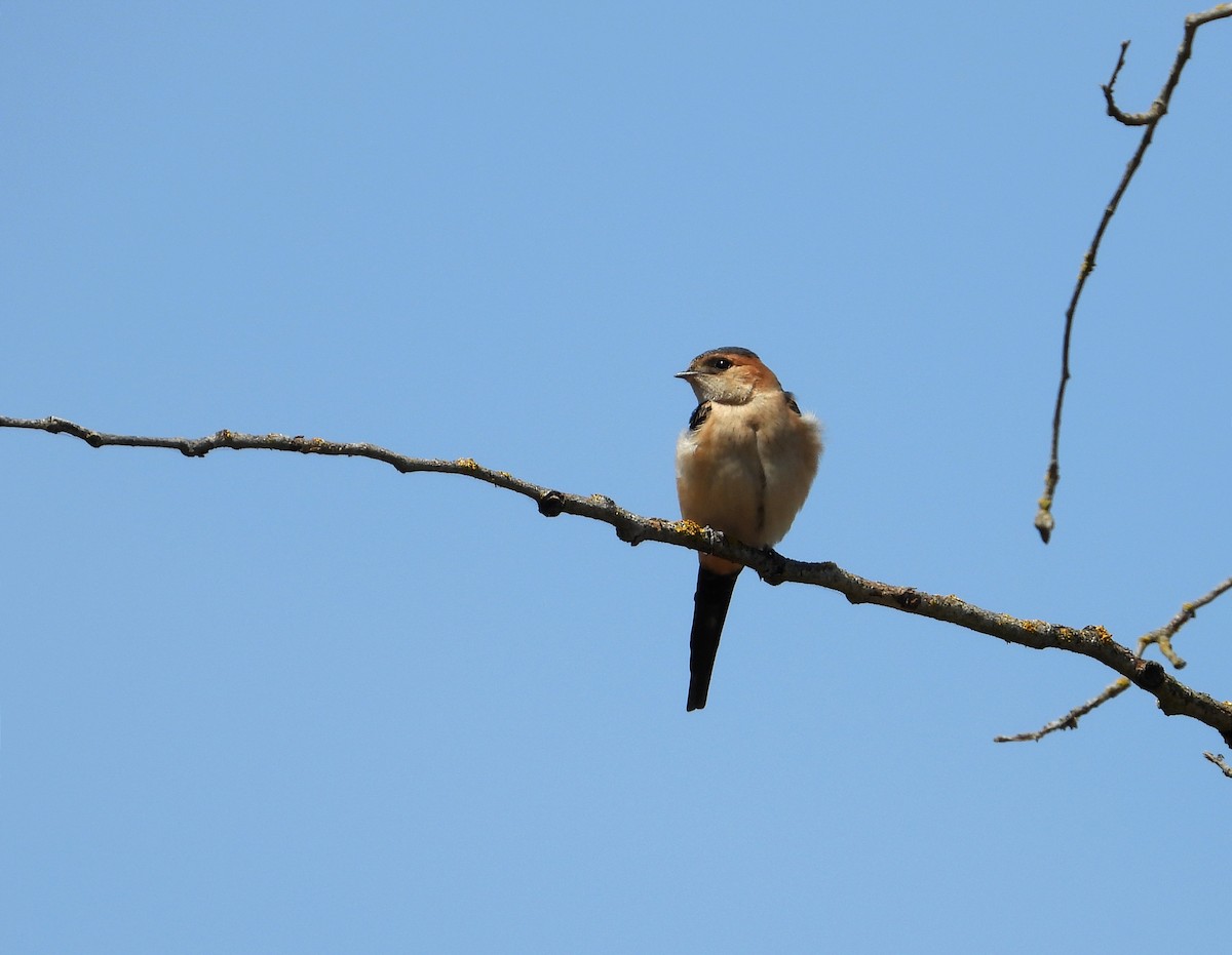 Red-rumped Swallow - ML619679157