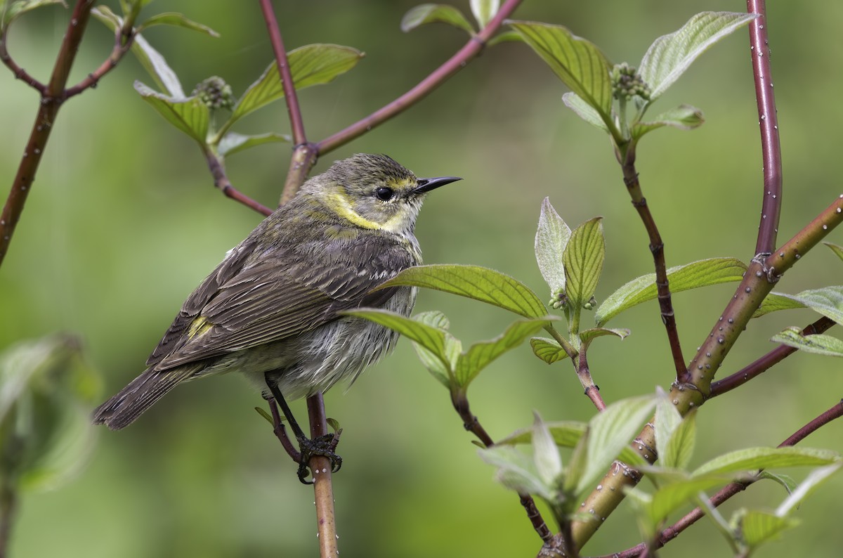 Cape May Warbler - ML619679237