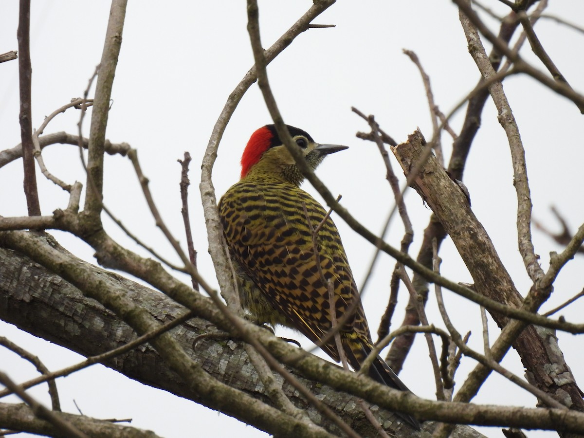 Green-barred Woodpecker - ML619679310