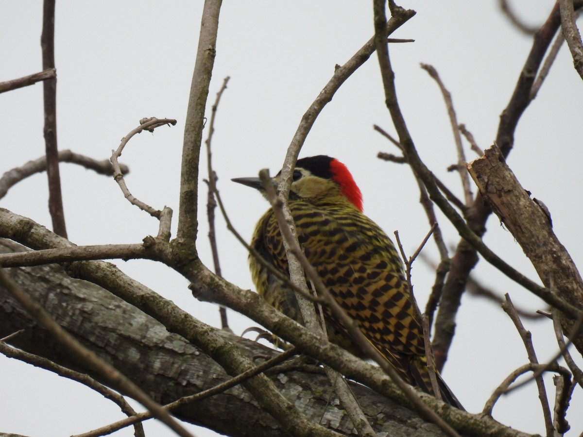Green-barred Woodpecker - ML619679313