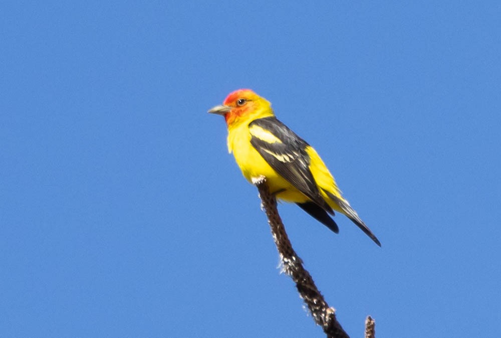 Western Tanager - ML619679413