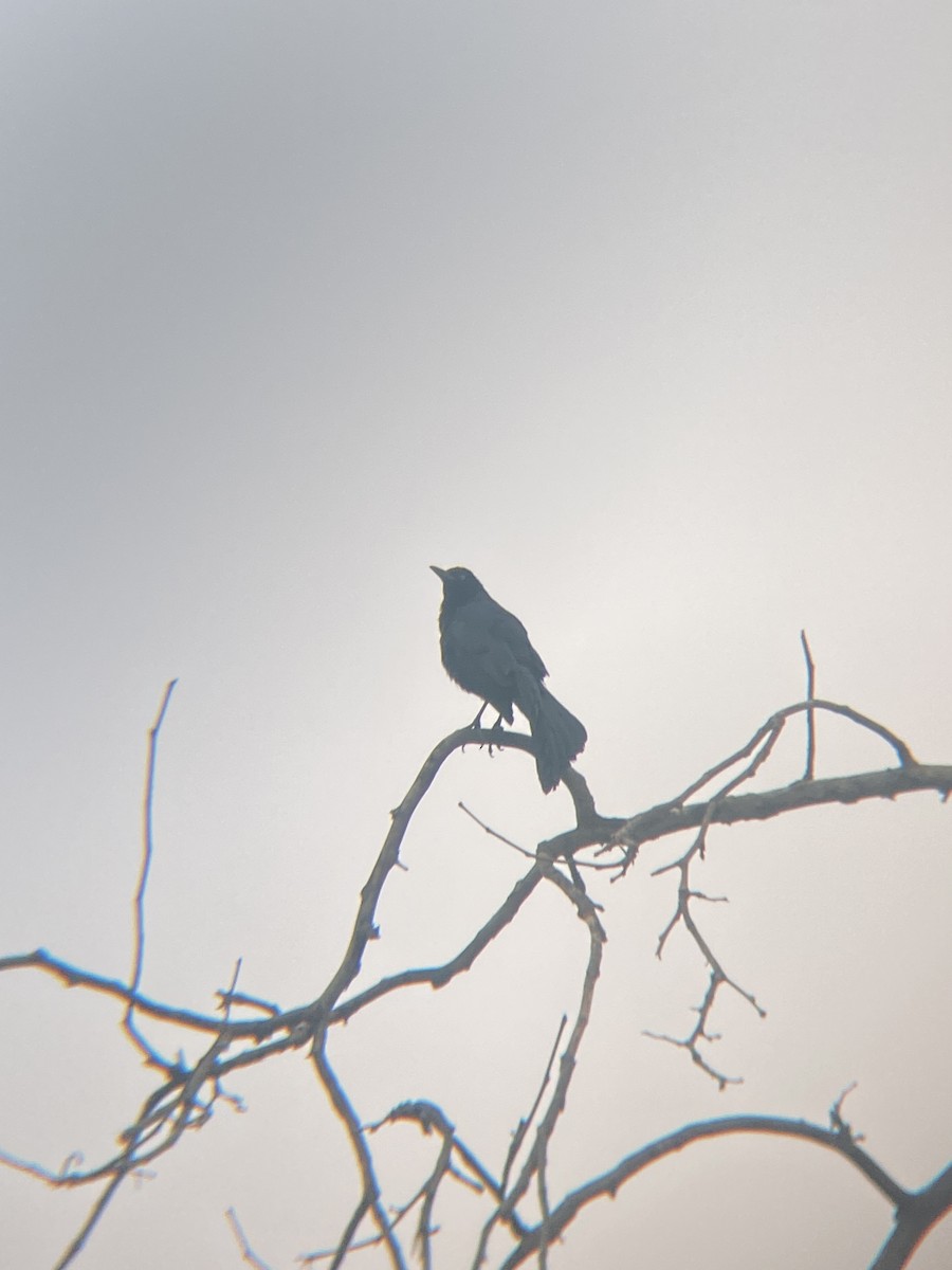 Great-tailed Grackle - ML619679415