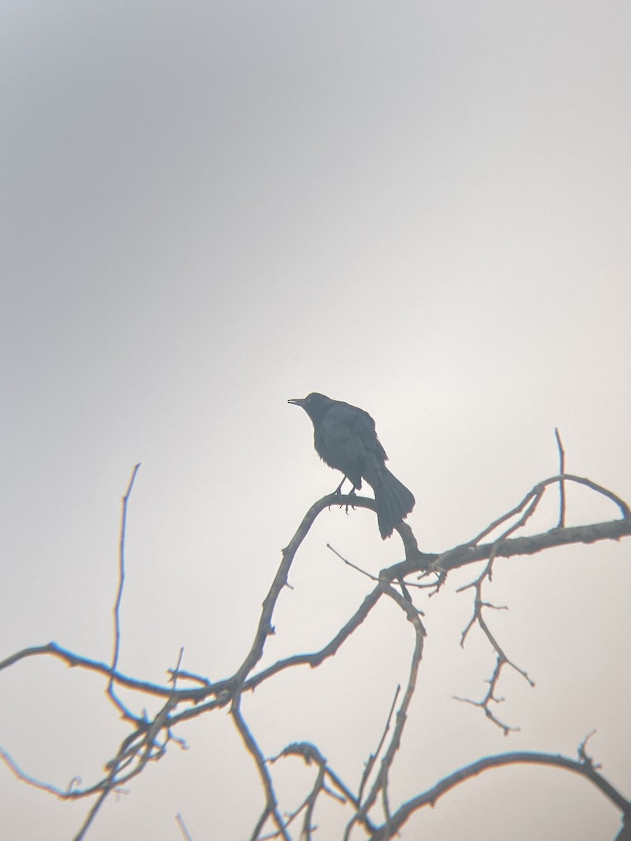 Great-tailed Grackle - ML619679416