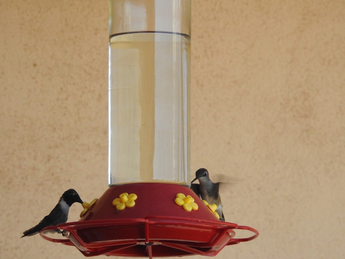 Black-chinned Hummingbird - ML619679475