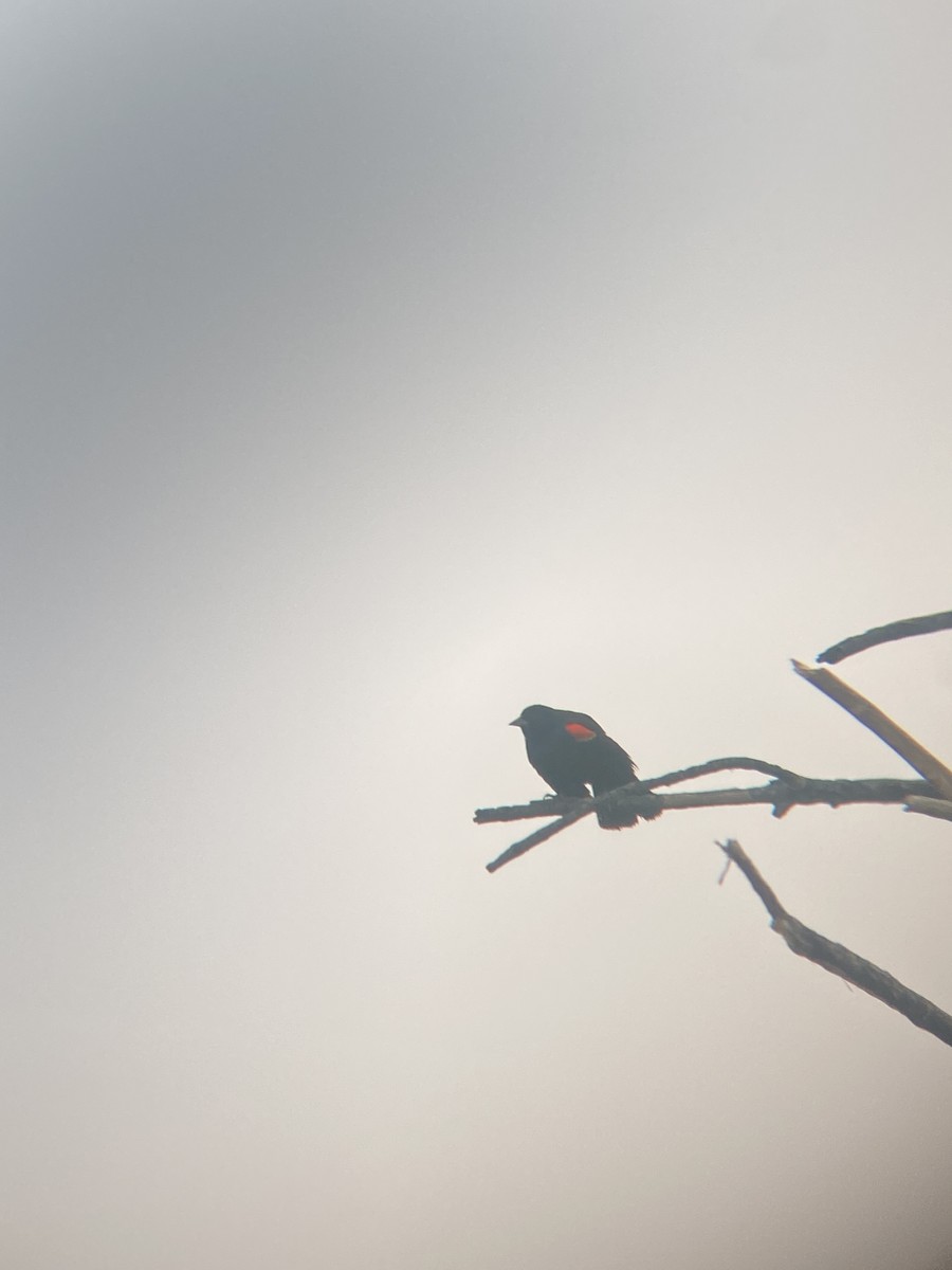 Red-winged Blackbird - ML619679489