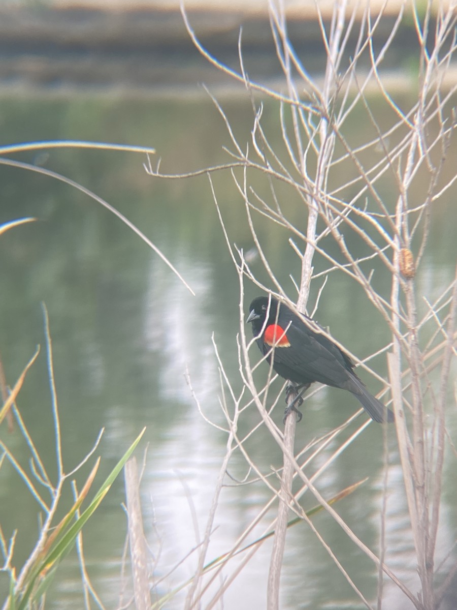 Red-winged Blackbird - ML619679494
