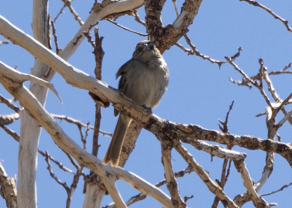 Rufous-crowned Sparrow - ML619679506