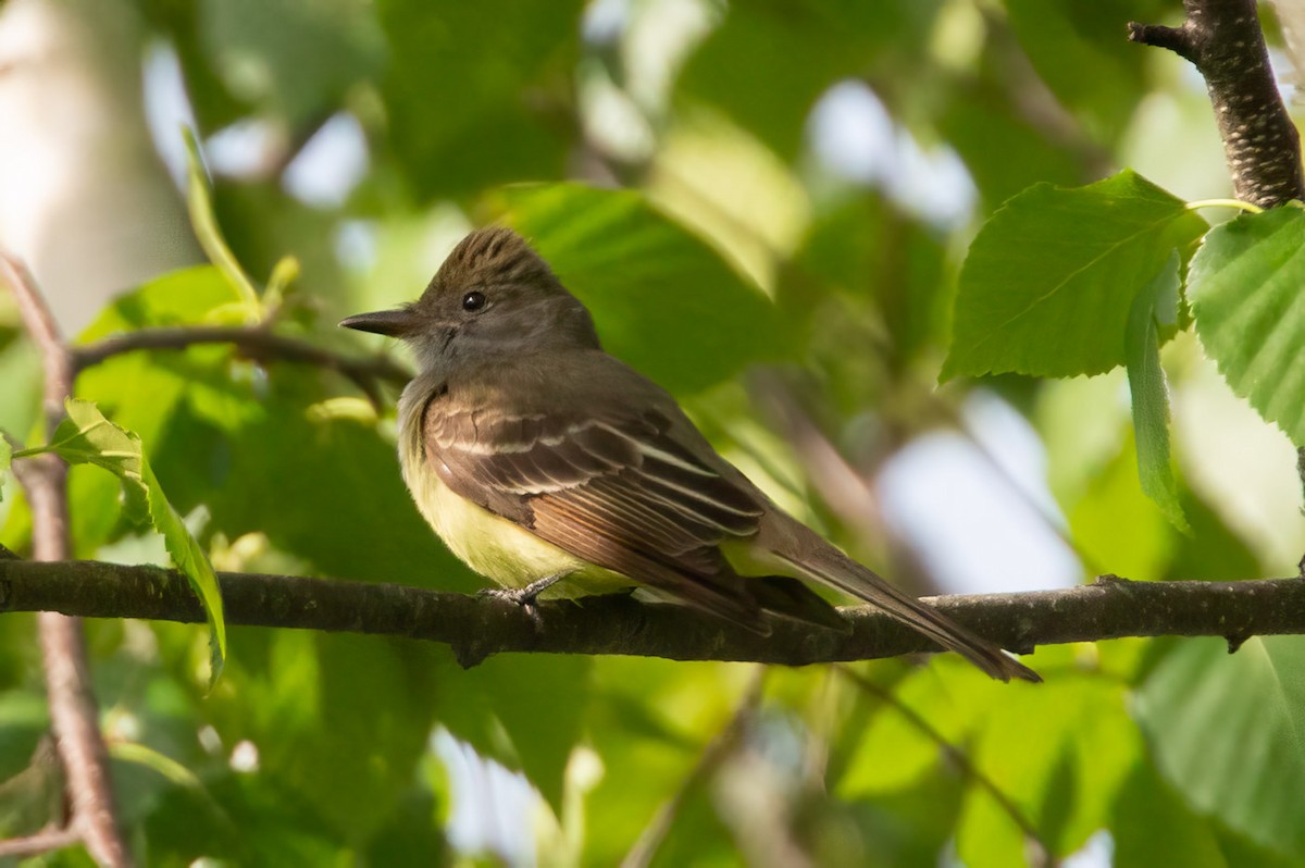 Great Crested Flycatcher - ML619679549