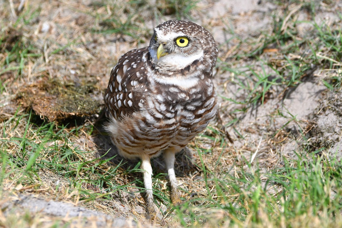 Burrowing Owl (Florida) - ML619679552