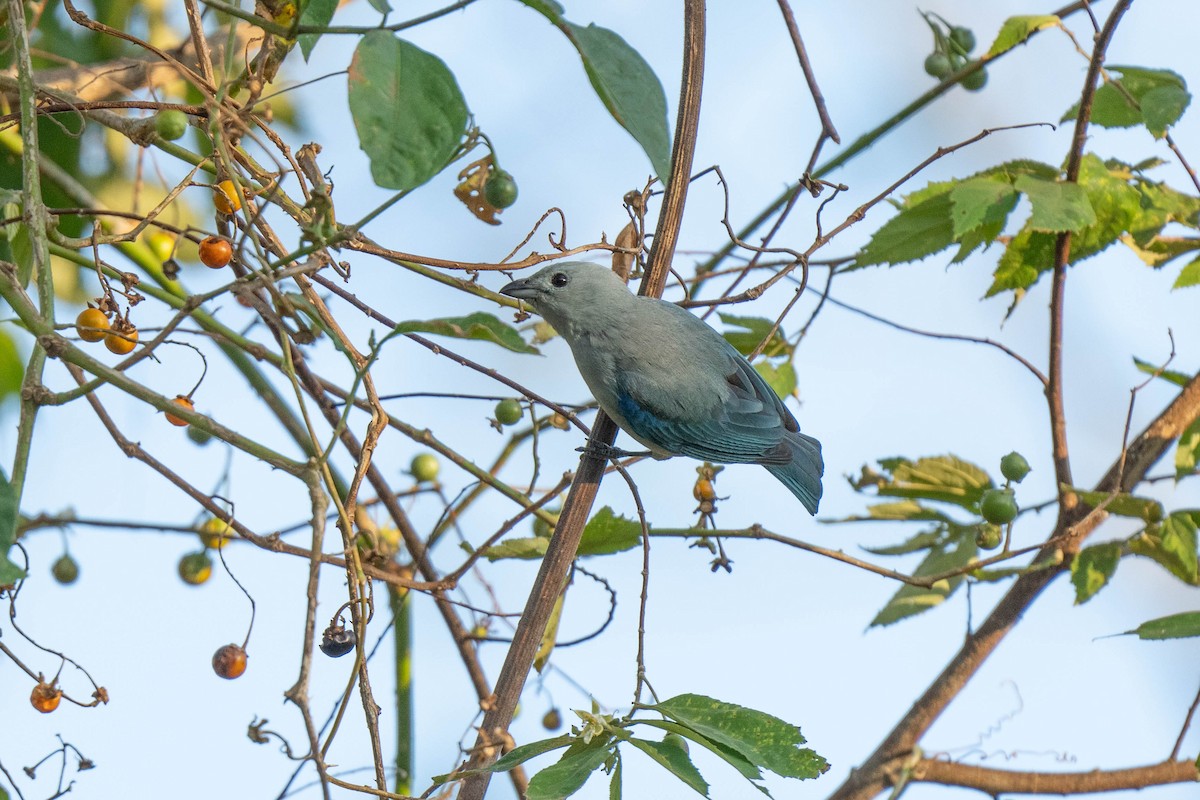 Blue-gray Tanager - ML619679576