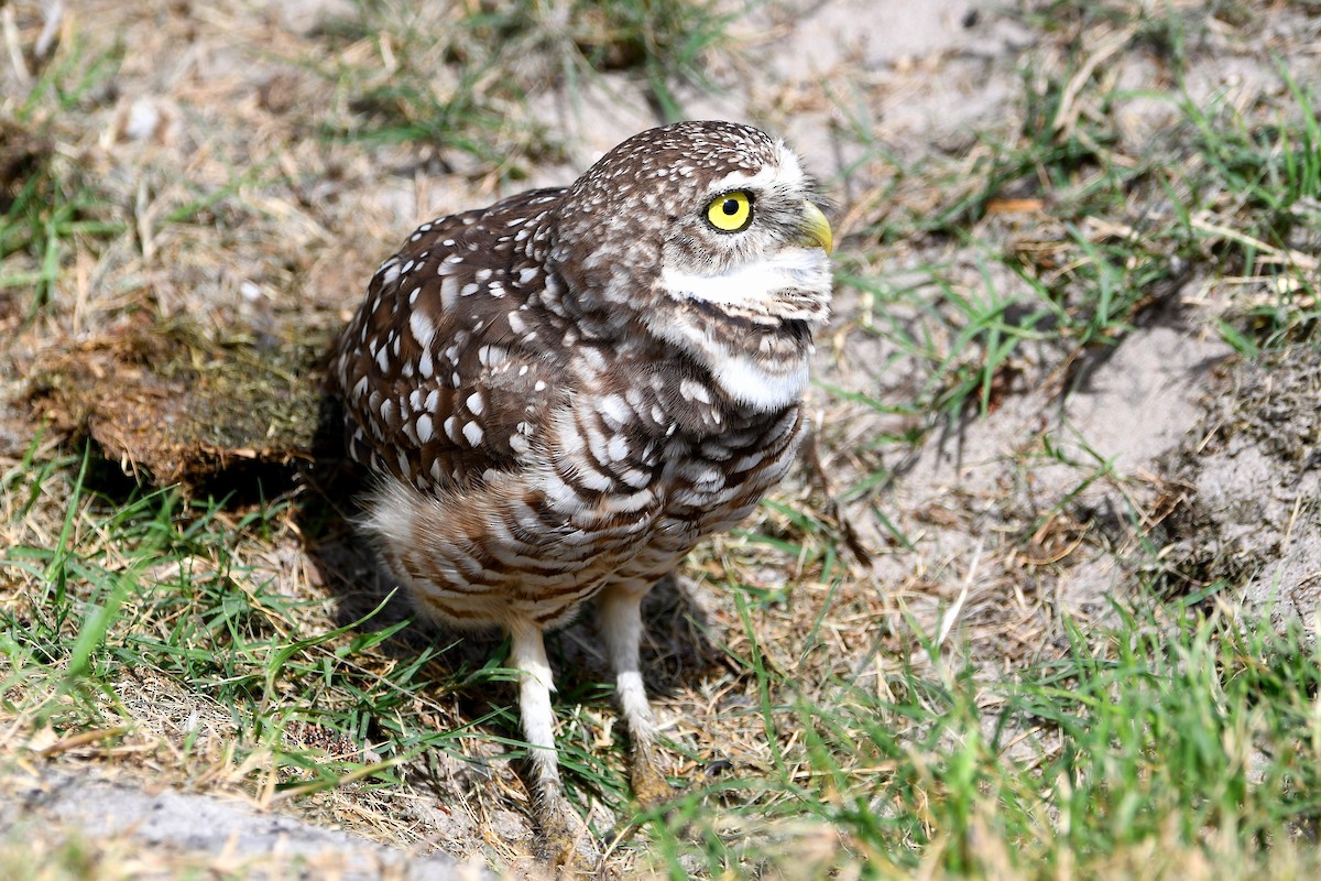 Burrowing Owl (Florida) - ML619679582