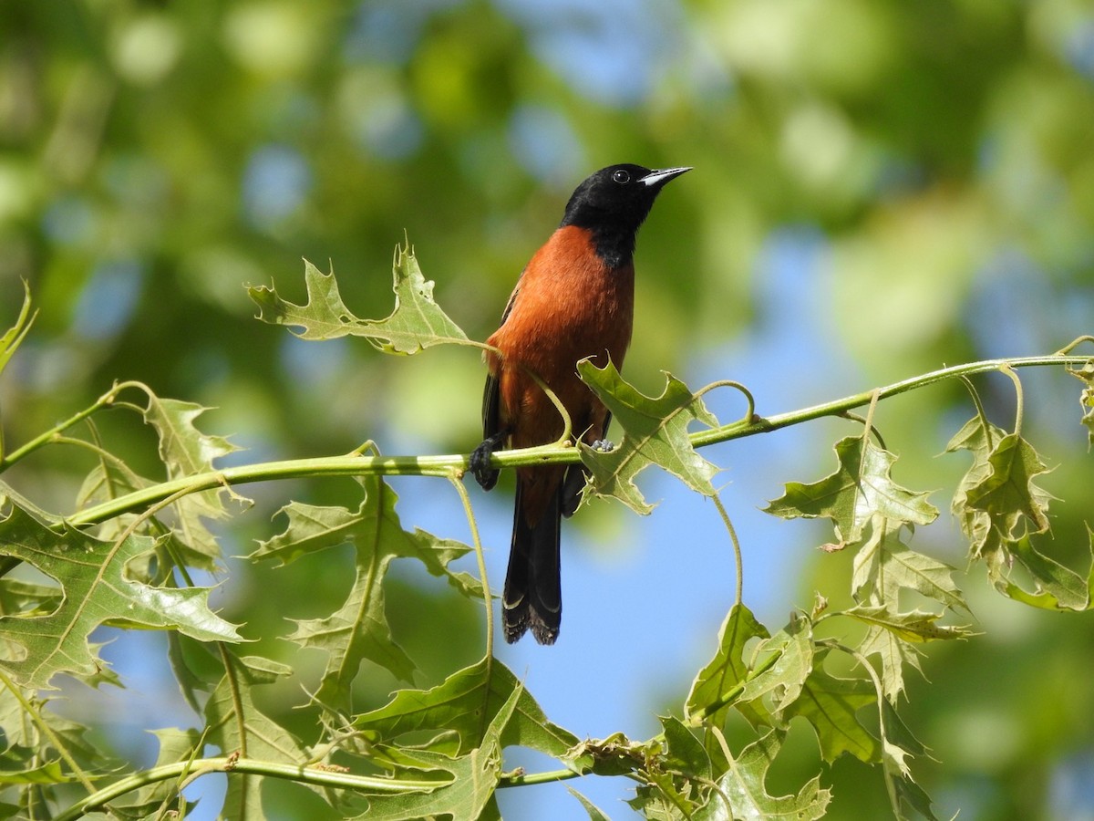 Orchard Oriole - ML619679586