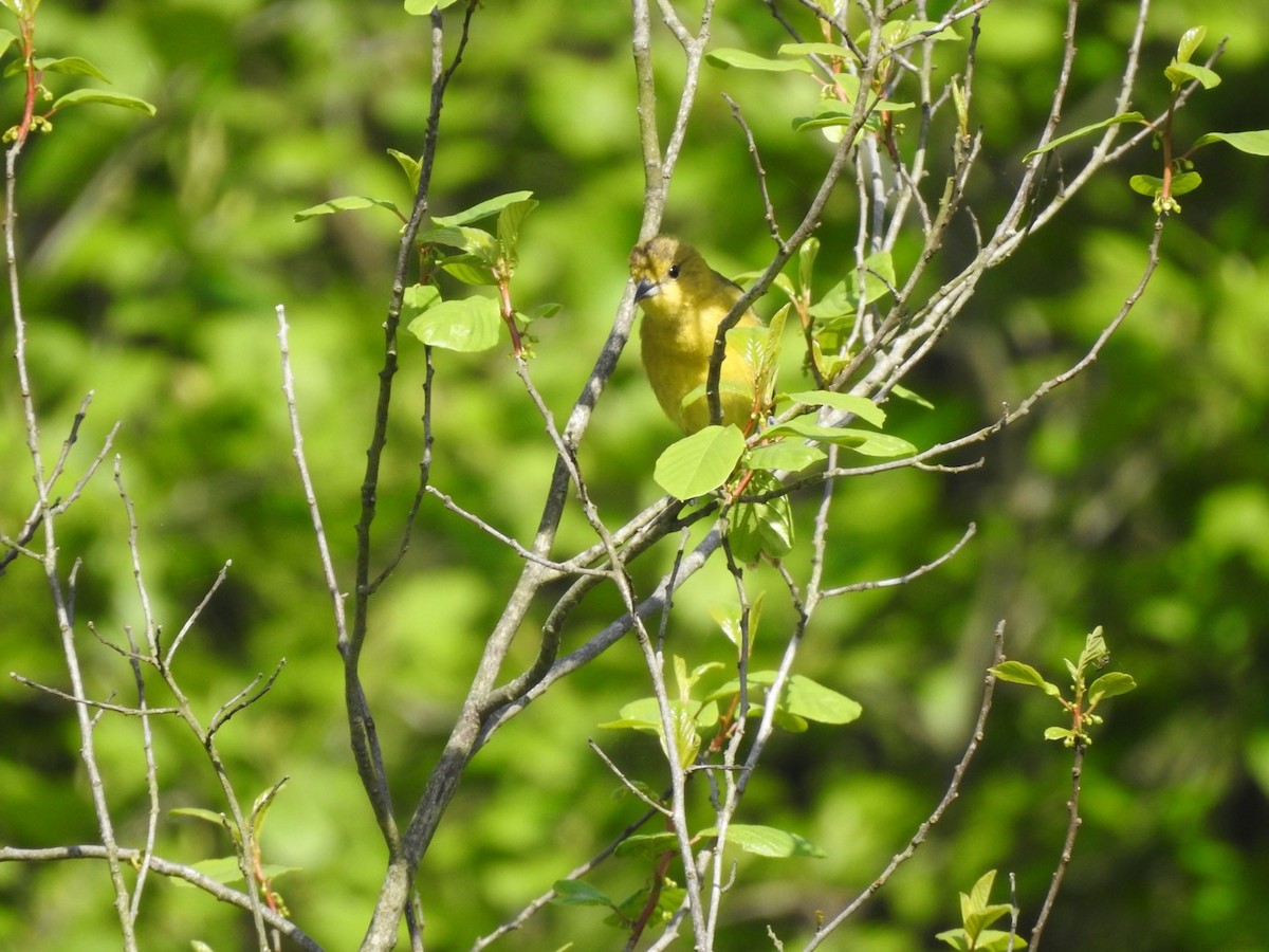 Orchard Oriole - ML619679587