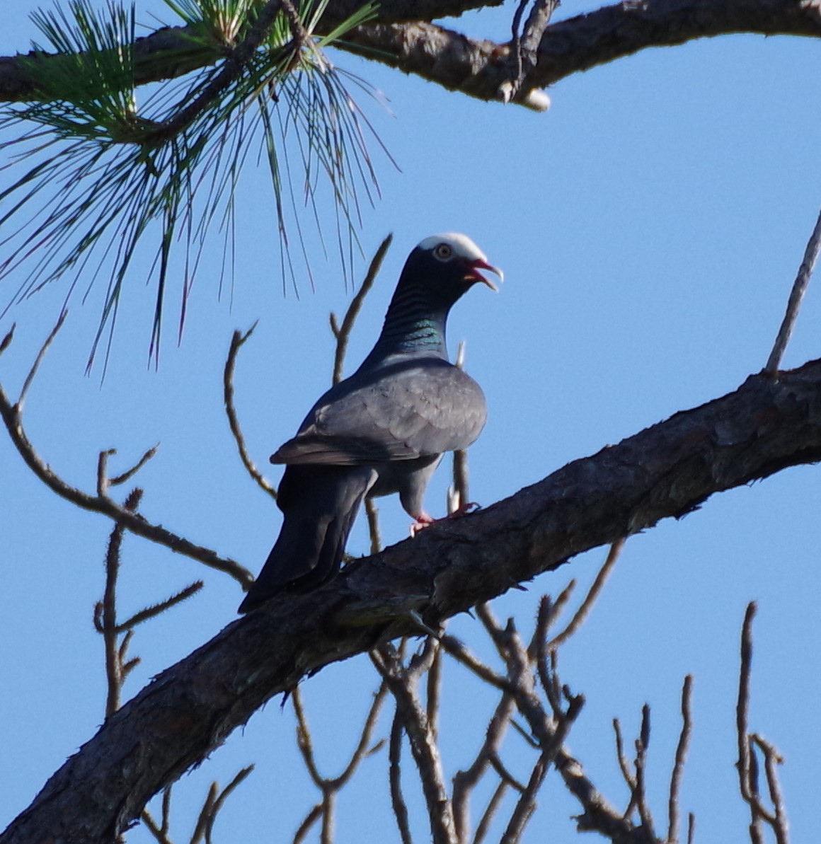 White-crowned Pigeon - ML619679590
