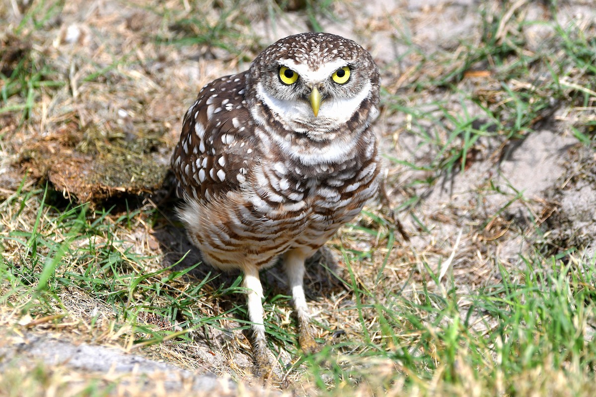 Burrowing Owl (Florida) - ML619679607