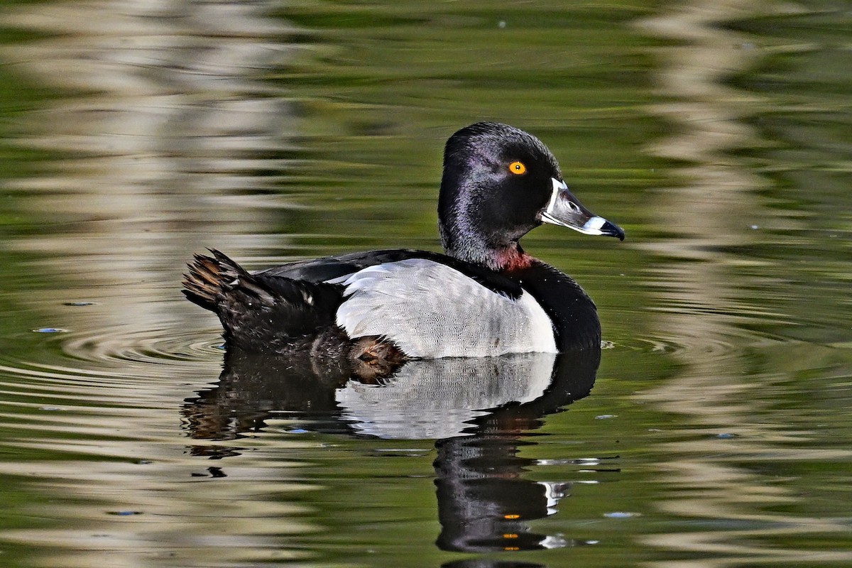 Ring-necked Duck - ML619679615