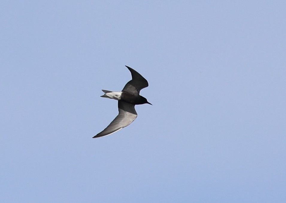 Black Tern - ML619679633