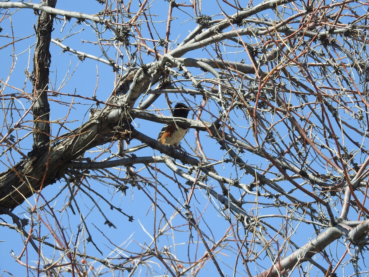 Spotted Towhee - ML619679644
