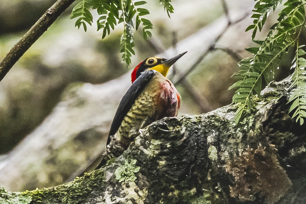 Yellow-fronted Woodpecker - ML619679648