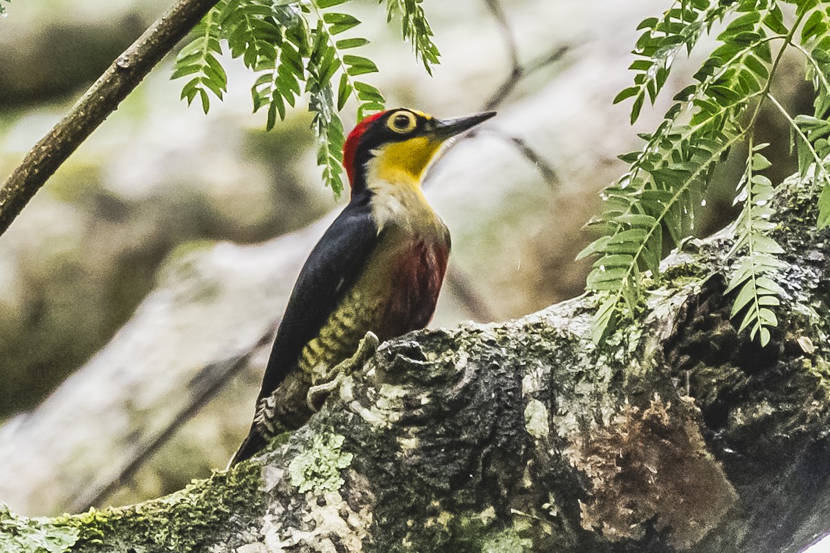 Yellow-fronted Woodpecker - ML619679649