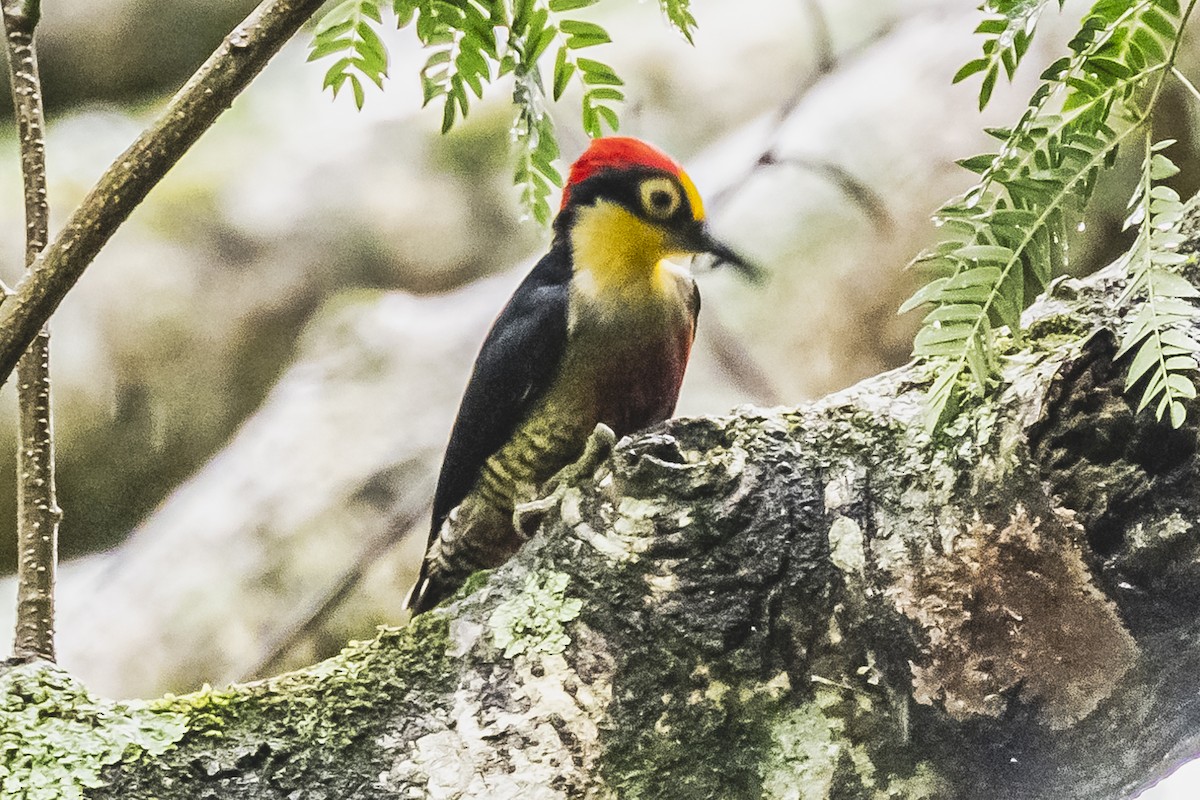 Yellow-fronted Woodpecker - ML619679650