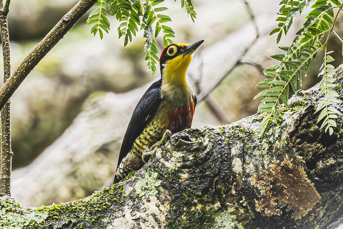 Yellow-fronted Woodpecker - ML619679651