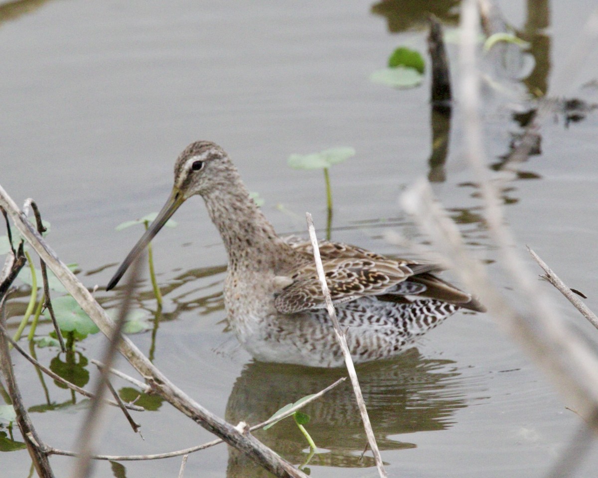 Long-billed Dowitcher - ML619679782