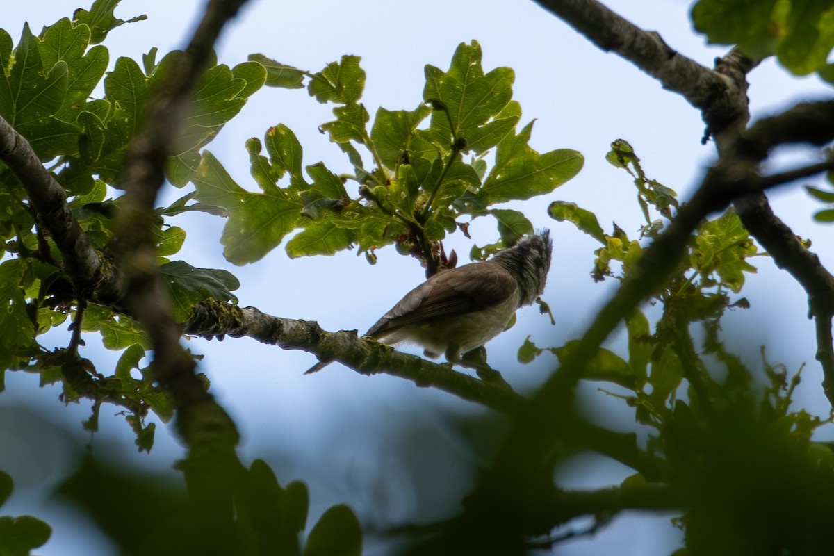 Crested Tit - ML619679791