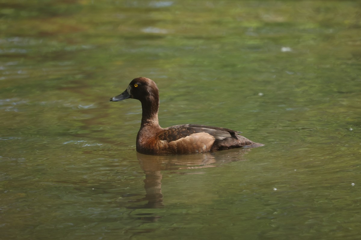 Tufted Duck - ML619679815