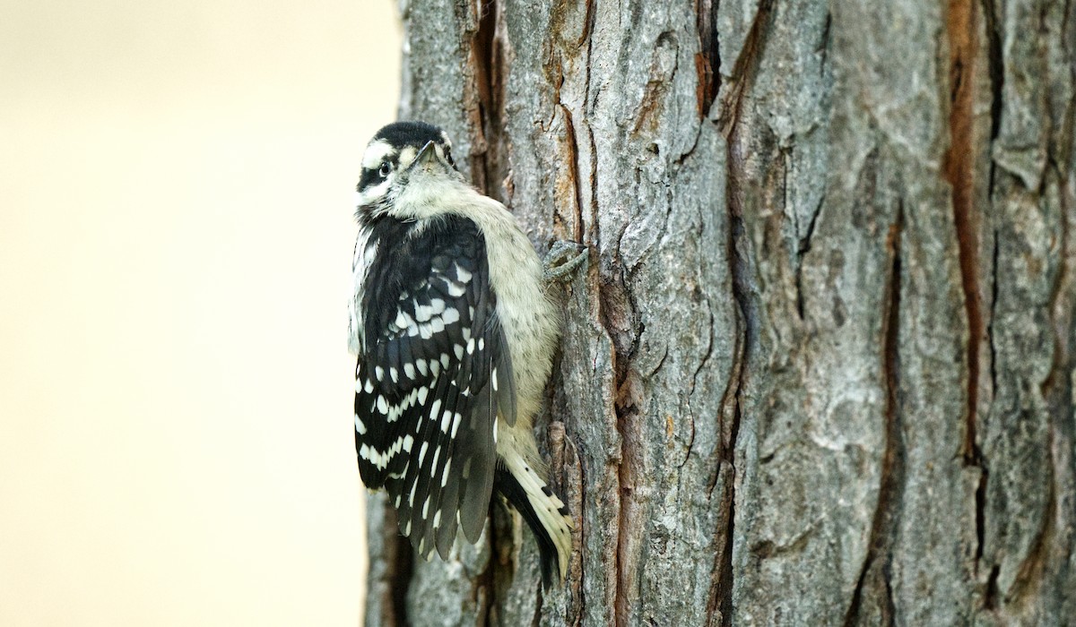 Downy Woodpecker - ML619679853