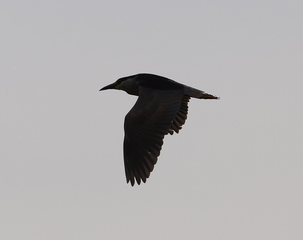 Black-crowned Night Heron - ML619679860