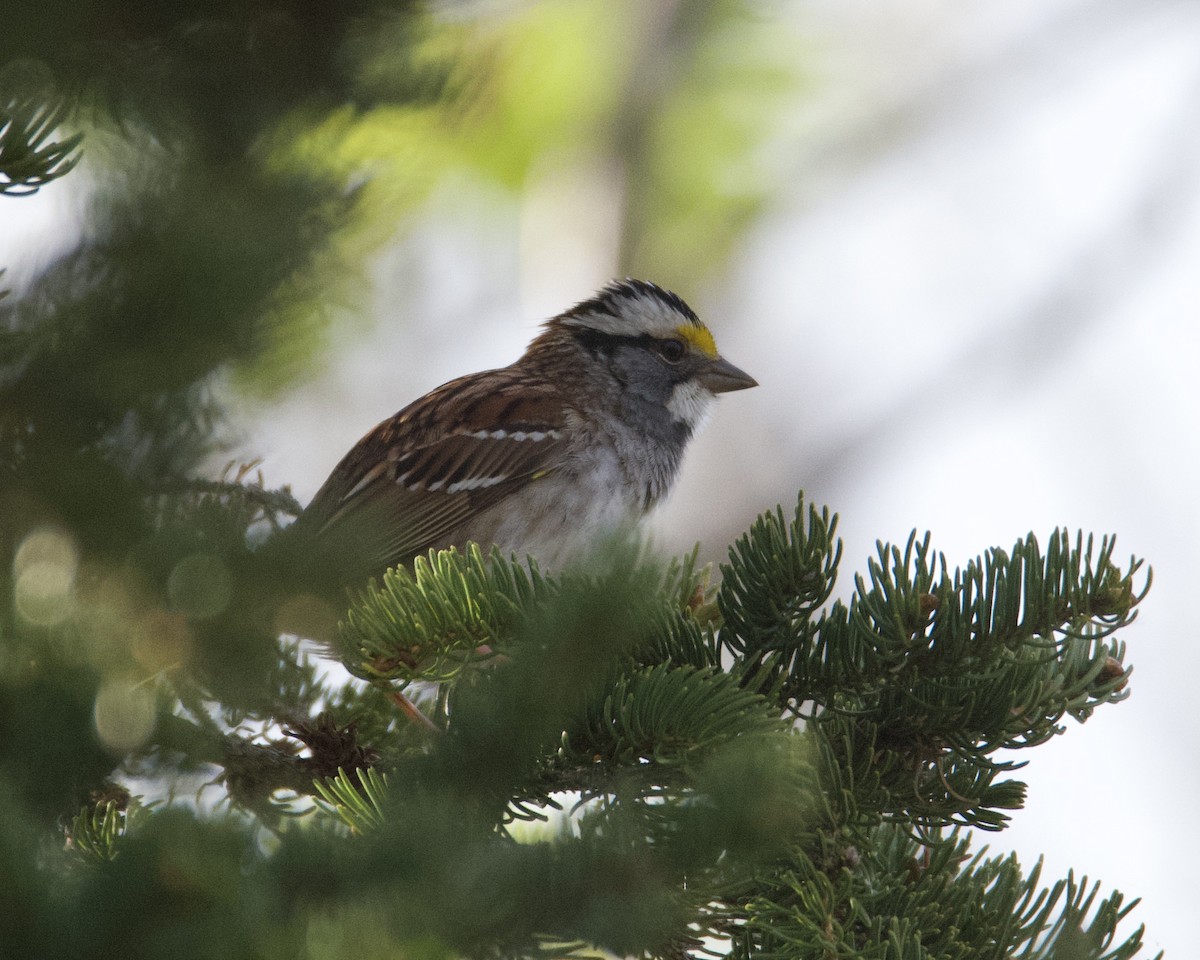 White-throated Sparrow - ML619679863