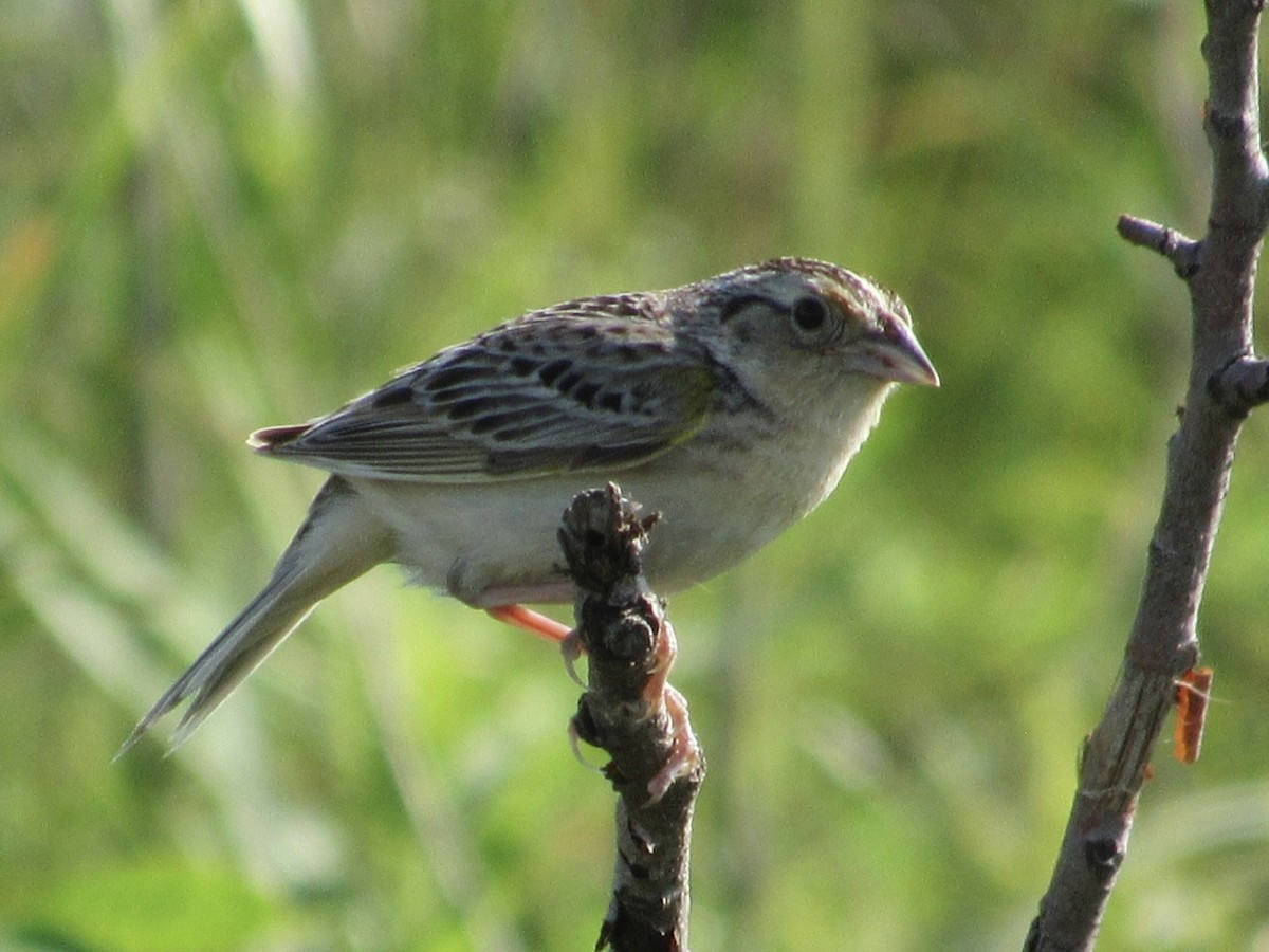 Grasshopper Sparrow - ML619679873
